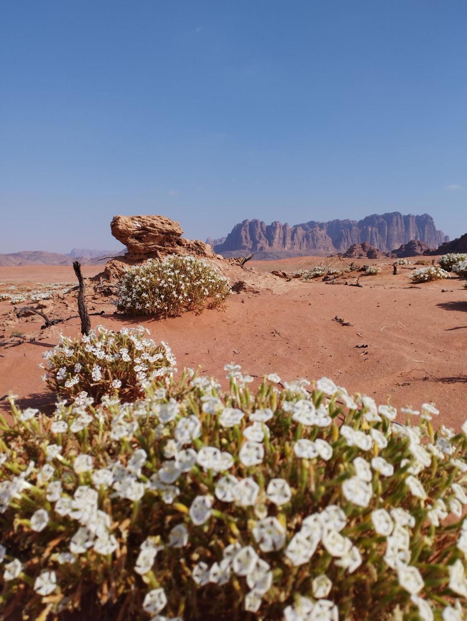 Wadi Rum Sand Delight Camp Hotel Luaran gambar